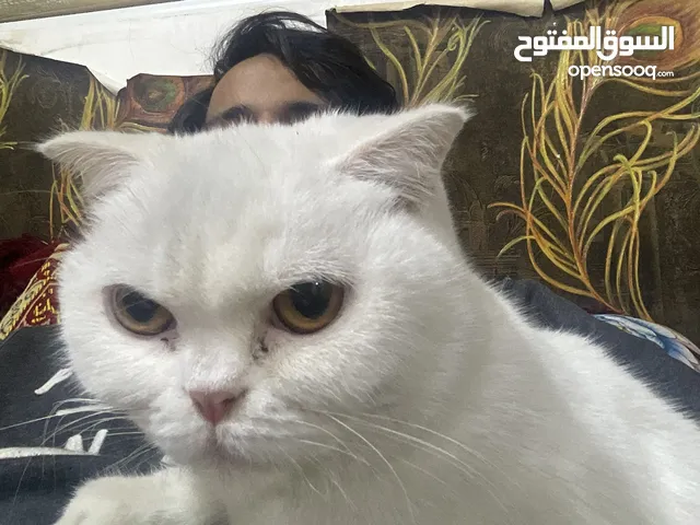ذكر و انثى