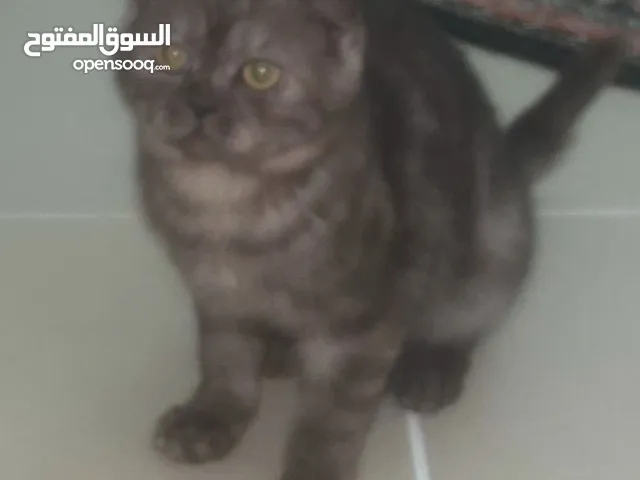 Scottish Fold Kitten
