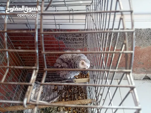 ببغاء الكابوني الكاسكو