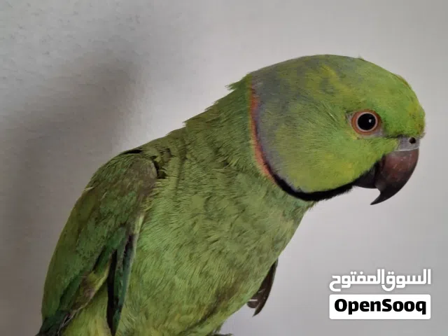 دره او بيبي متوه لححق عالسعر