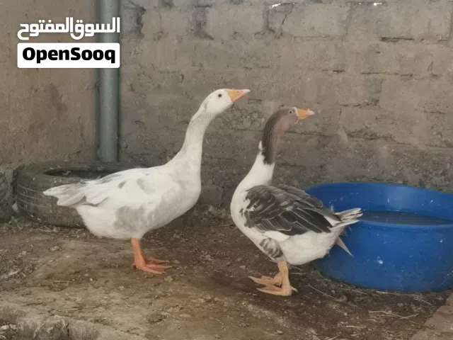 للبيع وز عراقي