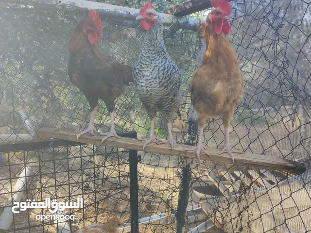 خمس ديوك بلدي بداية شغل للبيع