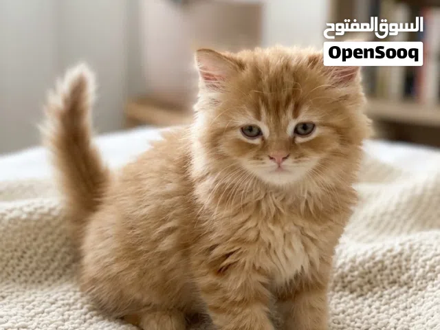 شيرازي انثي عمر 45 يوم