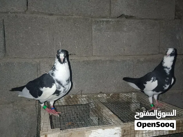 شوامل امايات للبيع اميضات عندي طيور صحه ونشاط خير من الله