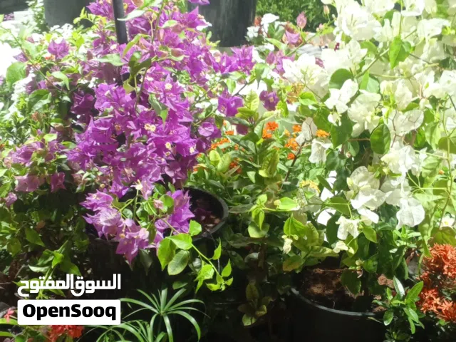 صيانه وتنسيق الحدائق بالرياض