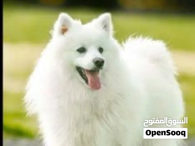 الي عندو زي هيك كلاب يتواصل بسعر لطيف ومنيح