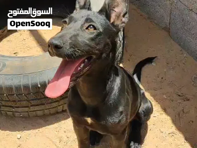 جروه مكسيكي للبيع اوتبديل