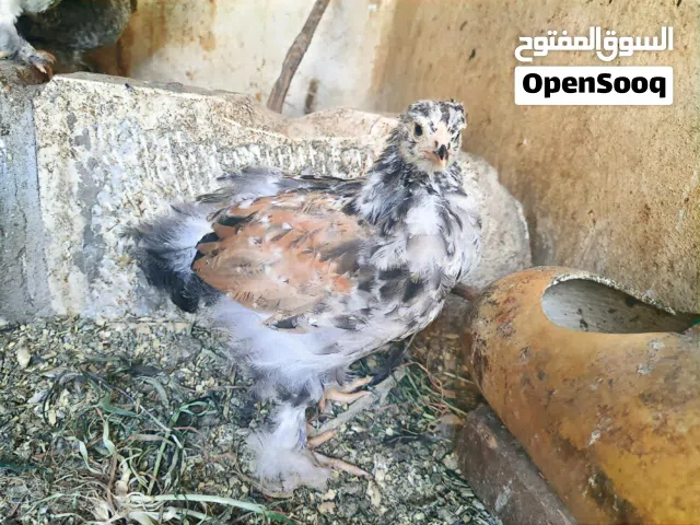 دجاجة بلدية راقدة  و صيصان باكستاني و براهما (بورسلان و كوكو ) للبيع