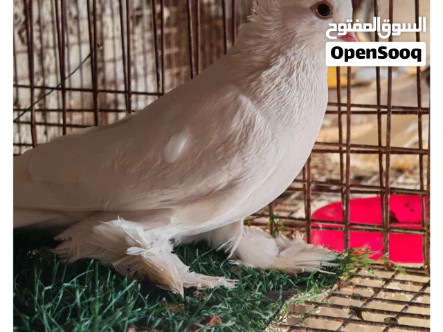 دكر وانثي فرديات اقرأ الوصف فيه الزبده