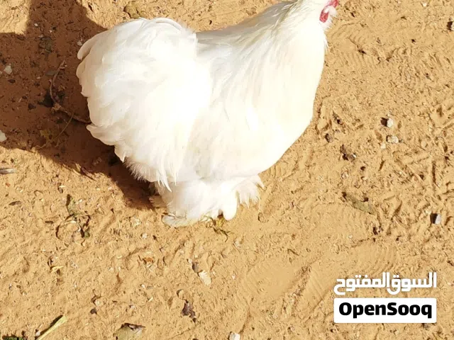 ديك عربي واسترالي وقطني  للبيع
