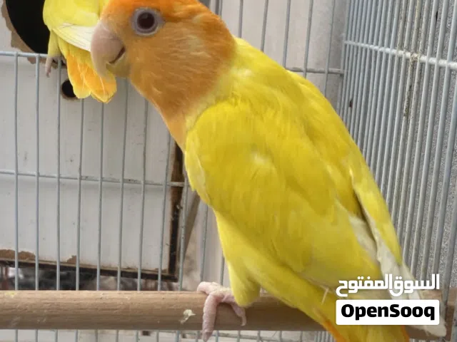 بسم الله ما شاء الله كوبيا مضمونة نوع أورنج