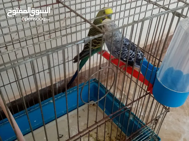 طيور حب للبيع