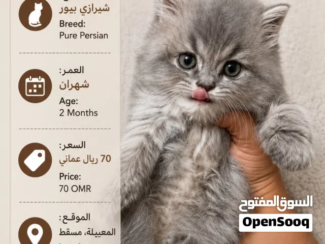 قط شيرازي بيور - Pure Persian Cat