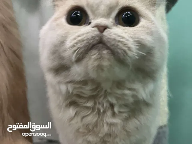 قطط لتبني بدون رسوم العمر 3 شهور النوع شيرازي العدد 5 قطط