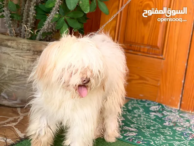 دكر شيواوه عمر سبعه شهور