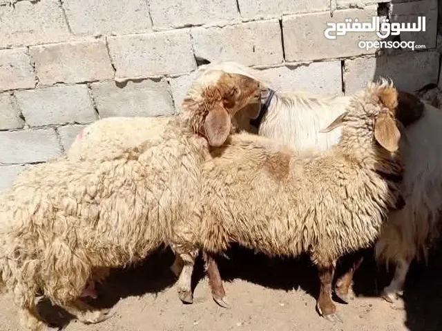 عقائق ذبائح نذر بلدي سن نظيف الموقع سحاب السعر ع 135نهائي يوجد خدمه ذبح