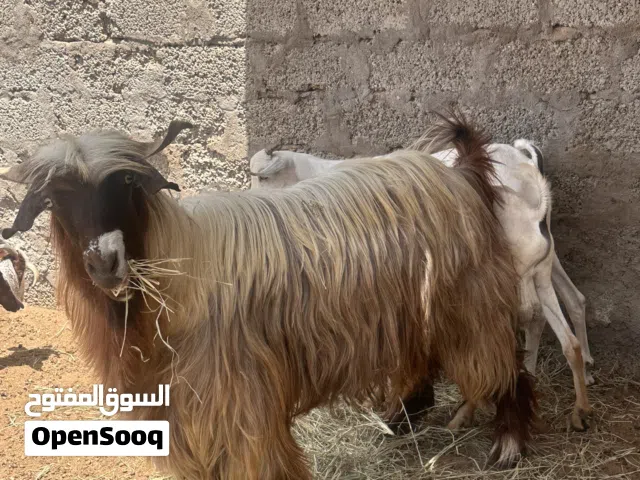 للبيع تيس عماني