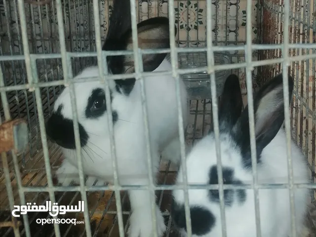 2 ذكور بابيون عملاق فرنسي و 2 اناث بابيون عملاق فرنسي