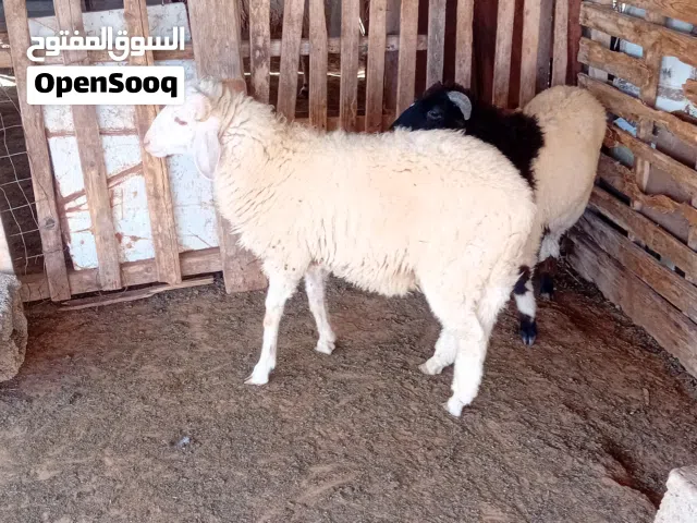 السلام عليكم ورحمة الله وبركاته 2 خرفان ماشاء الله وطنيات العمر 7اشهر ونص