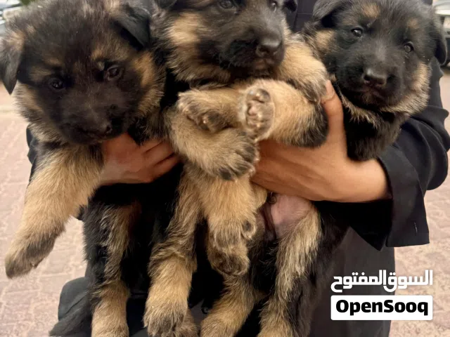 جراء الراعي الألماني - German Shepherd