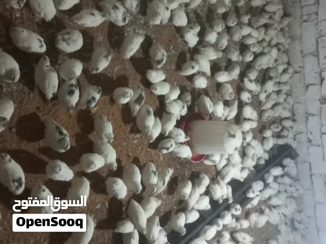 دكور سمان للبيع