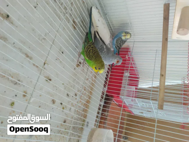 جوز عصافير بادجي ذكر و انثي و حمام الماسي وحمام شقلباز و بلدي.