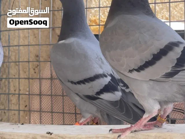 زواجل للبيع