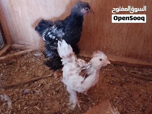 نعجة تحتها زوز حولي وحولية عمرها جمع