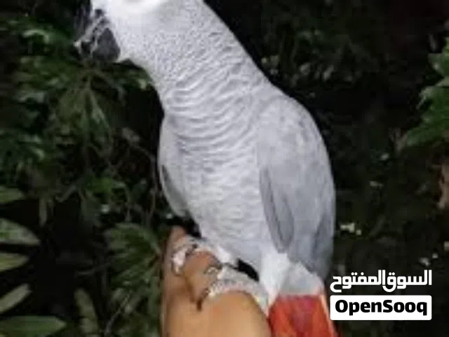 عندي ببغاء زنجباري طار مني يوم الوقفه مكان جنزور الشط جزيرة القماطي