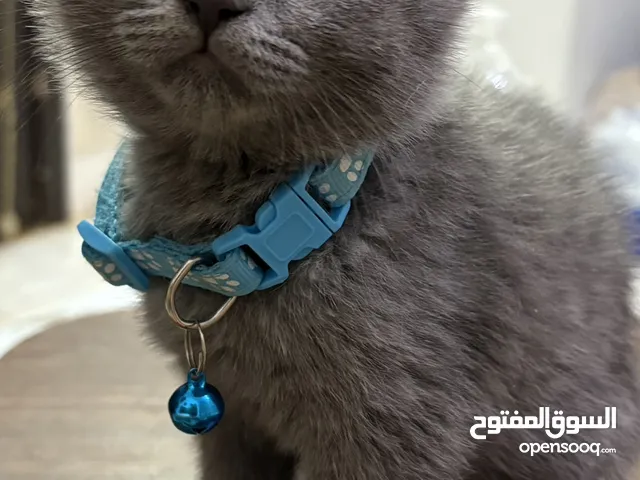 Scottish straight grey kitten Date of birth: may 16,2025 Female 2 1/2 months old
