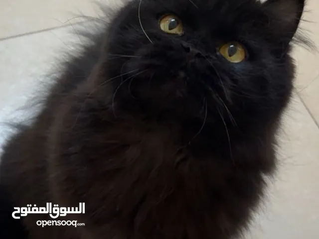 شيرازي عمر 8 شهور اسود تحب لعب حنونه للتبني
