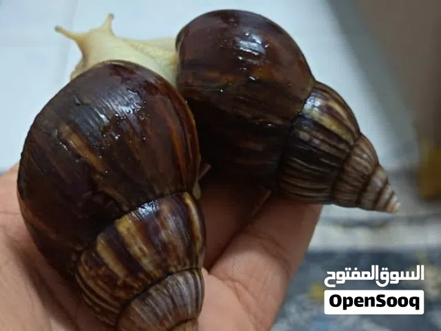 حلزون افريقي عملاق جدا جميل ومناسب للبشره حيوان مايحتاج عنايه كثيره ياكل ورقيات مثل خس خيار جزر تفاح