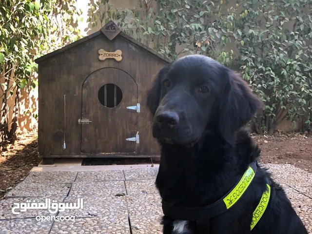 Black Golden Retriever for Sale