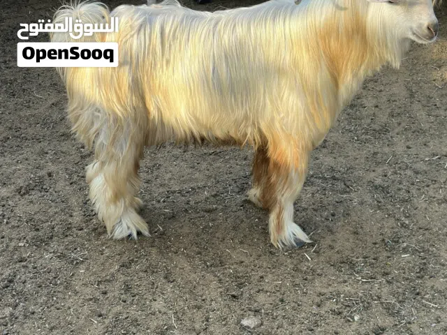 تيس فحل للبيع