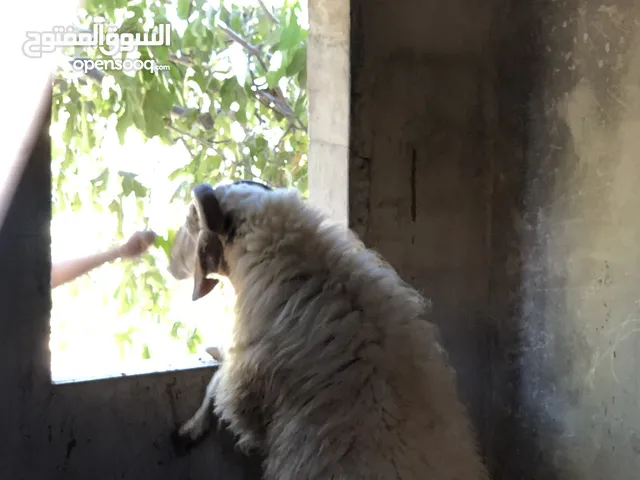 كبش هداد كفاله بصلاة على النبي