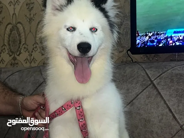 Husky dog Alaska pure male and female