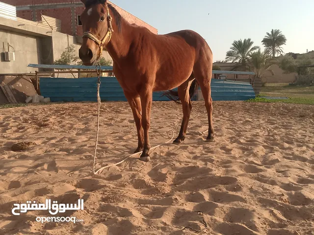 فرس للبيع الاسم النعامه