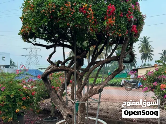 مجنونة متسلقة