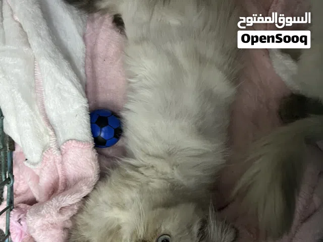 قطط للبيع .......