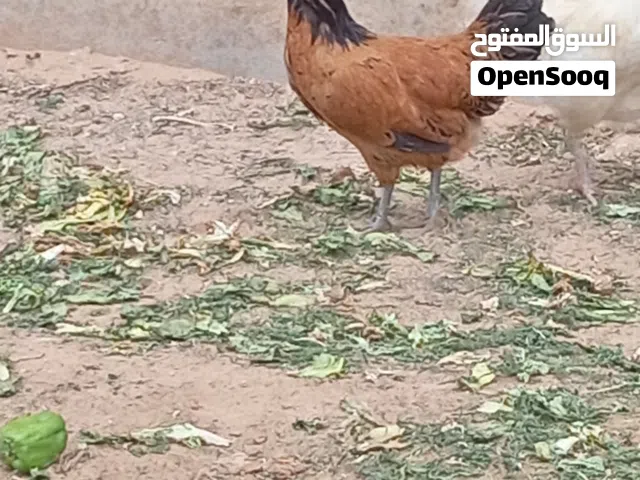 دجاجه ملكي
