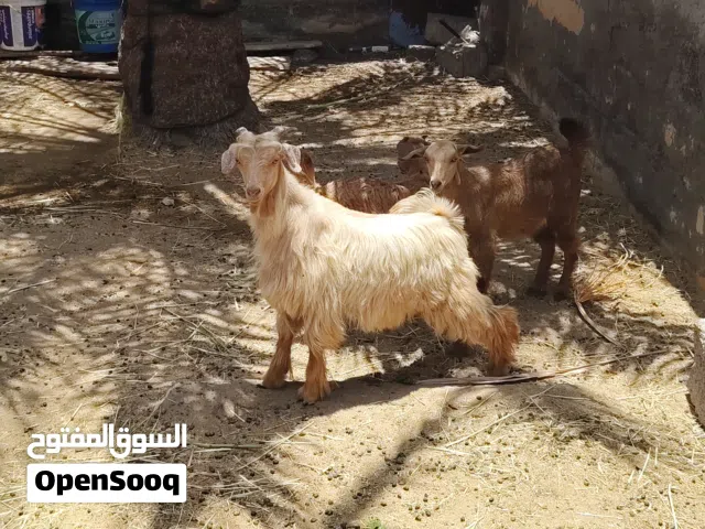 تيس اقرا الوصف تحت
