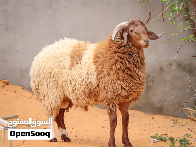 ربي يبارك  خروف ضحية ولا بتربي علو و مسلان ربي يبارك خروف مش مبدل خروف مكلوف صح مكاني تاجوراء اربع ش