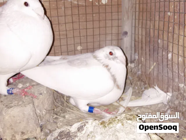 سلام عليكم حمام لبيع
