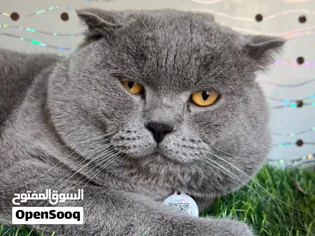 سكوتش فولد للتزاوج