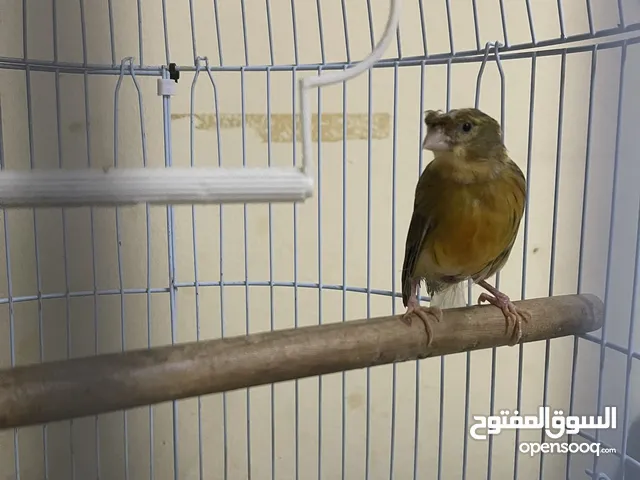 كناري انثى يغرد صحته ممتاز