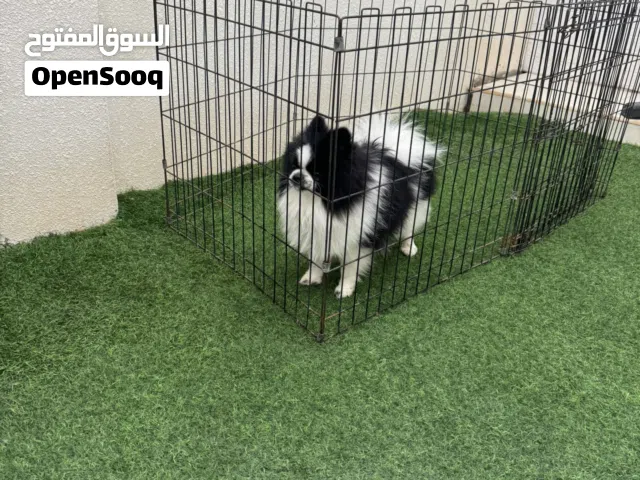 بومارينيان