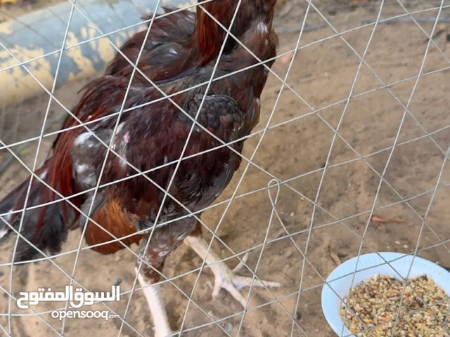 ديك باكستاني