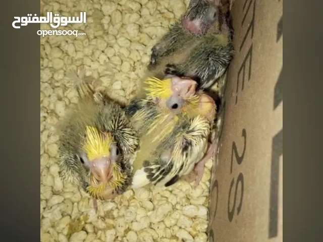 فراخ ببغاء كوكتيل