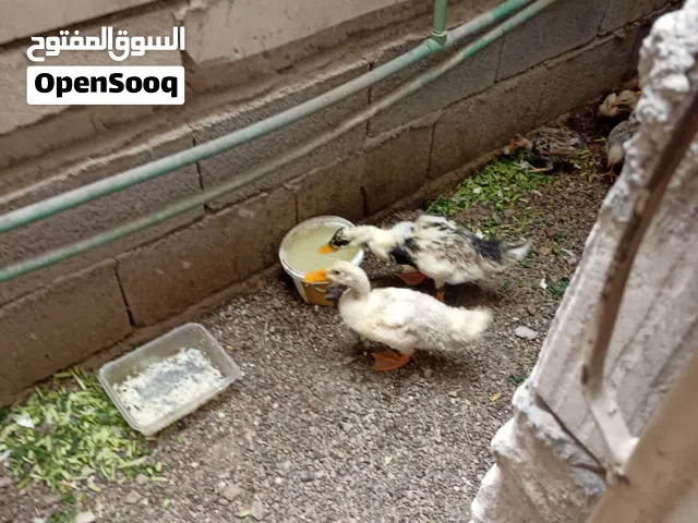 زوج بش للبيع