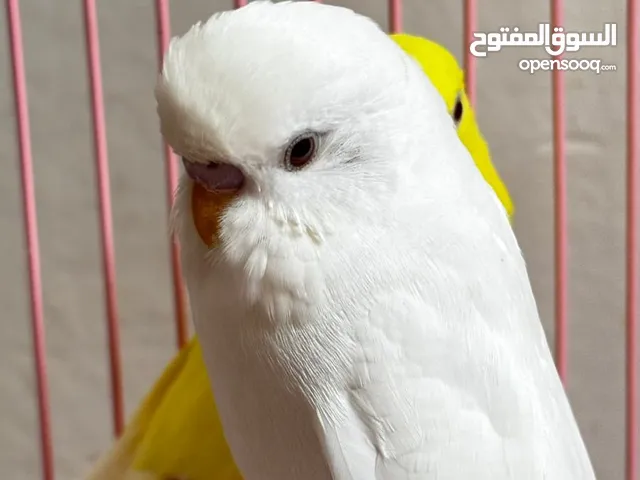 طيور حب للبيع
